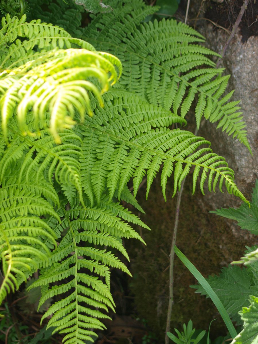 BobMehen's tweet photo. Fabulous native ferns on Carn Marth today, all in their new spring finery,(or should that be fernery?). #ferns #fronds #Cornwall #CarnMarth https://t.co/dIxCHi0l3m