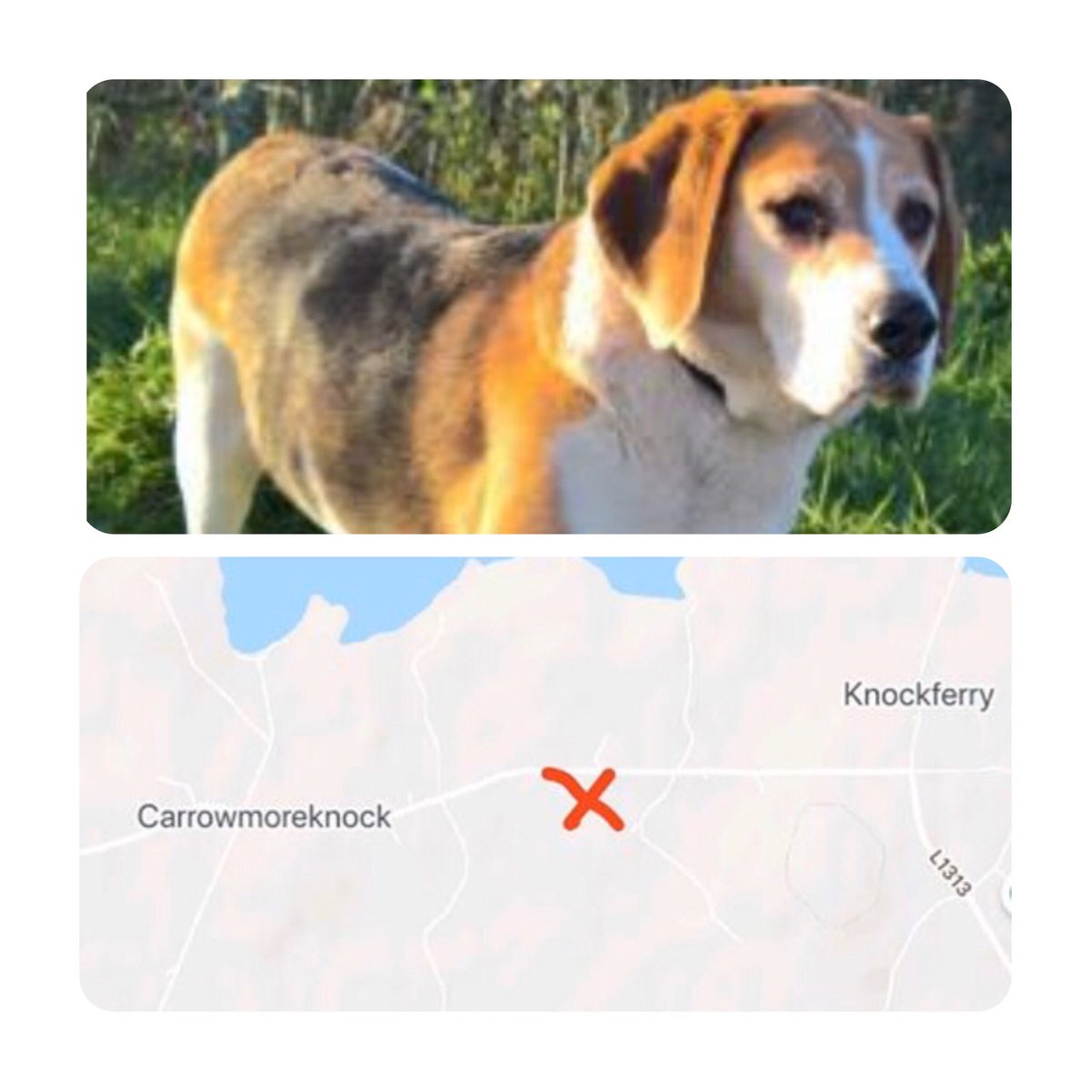 MADRADogRescue's tweet photo. Ernie has been missing for 10 days now - Tullykyne, near #Moycullen Co #Galway
Last seen in #Killanin area
Ernie is a much-loved chipped 10 yr old
Weβd love to see him back home safely πΆπ
#LostDog #MissingDog https://t.co/4RJ9OENCe0