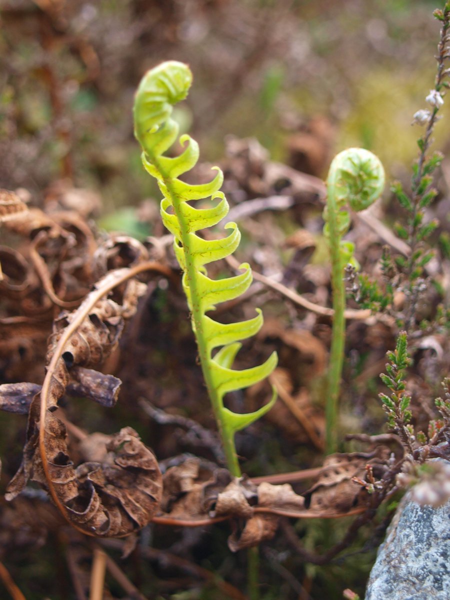 BobMehen's tweet photo. Fabulous native ferns on Carn Marth today, all in their new spring finery,(or should that be fernery?). #ferns #fronds #Cornwall #CarnMarth https://t.co/dIxCHi0l3m