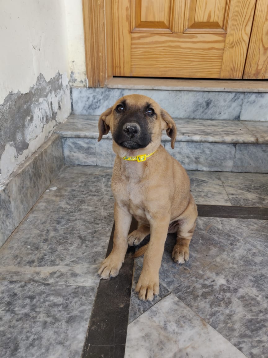 syedosamamaruf's tweet photo. These puppies are up for adoption. Let me know if you are interested in giving them a forever home.
@tws_pk @psa_pk @Savinglifeonpa1 @pawspakistan https://t.co/XomNNb1rla