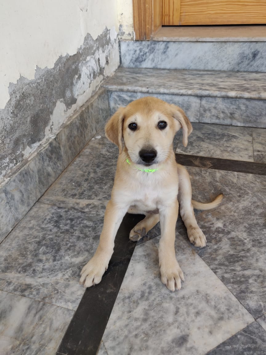 syedosamamaruf's tweet photo. These puppies are up for adoption. Let me know if you are interested in giving them a forever home.
@tws_pk @psa_pk @Savinglifeonpa1 @pawspakistan https://t.co/XomNNb1rla