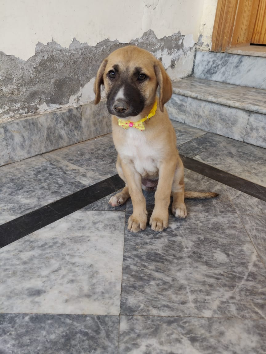 syedosamamaruf's tweet photo. These puppies are up for adoption. Let me know if you are interested in giving them a forever home.
@tws_pk @psa_pk @Savinglifeonpa1 @pawspakistan https://t.co/XomNNb1rla