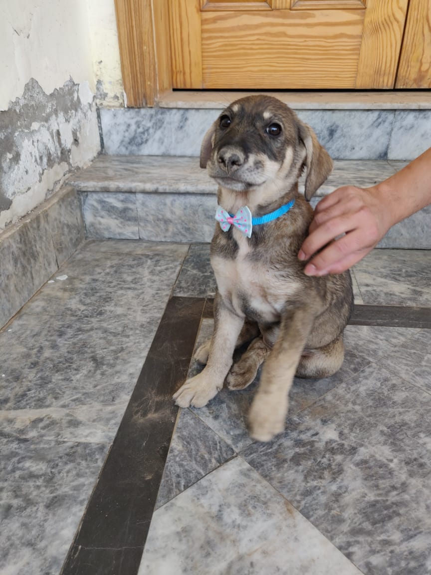 syedosamamaruf's tweet photo. These puppies are up for adoption. Let me know if you are interested in giving them a forever home.
@tws_pk @psa_pk @Savinglifeonpa1 @pawspakistan https://t.co/XomNNb1rla