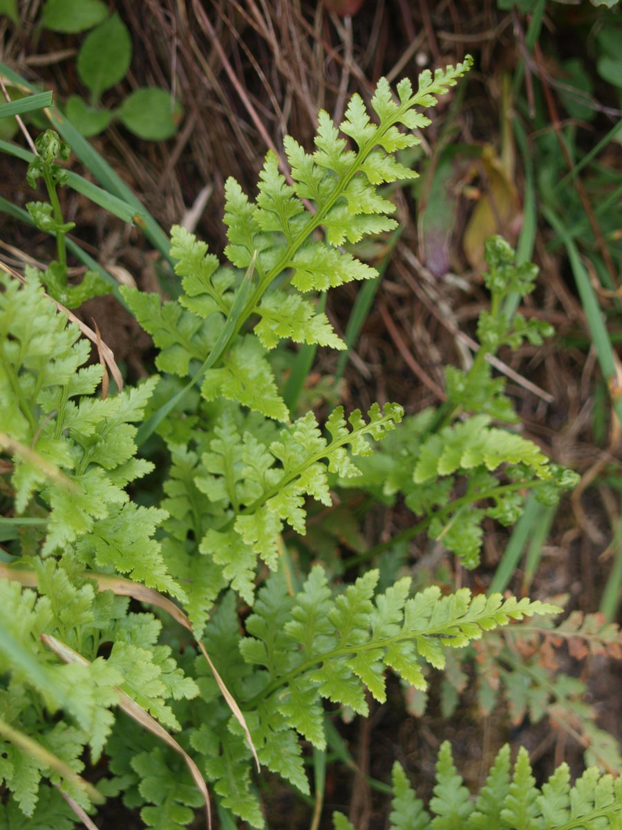 BobMehen's tweet photo. Fabulous native ferns on Carn Marth today, all in their new spring finery,(or should that be fernery?). #ferns #fronds #Cornwall #CarnMarth https://t.co/dIxCHi0l3m