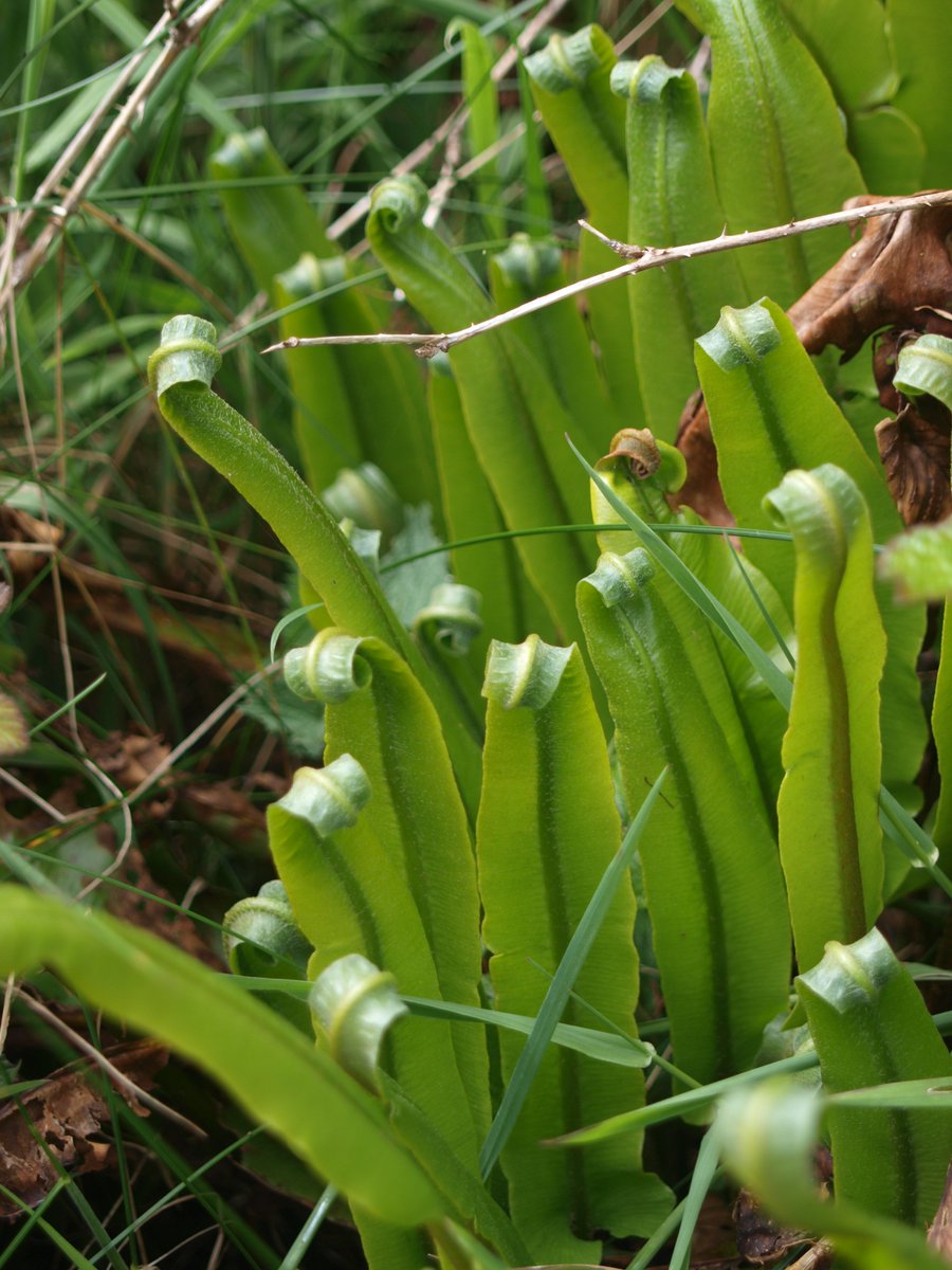 BobMehen's tweet photo. Fabulous native ferns on Carn Marth today, all in their new spring finery,(or should that be fernery?). #ferns #fronds #Cornwall #CarnMarth https://t.co/dIxCHi0l3m