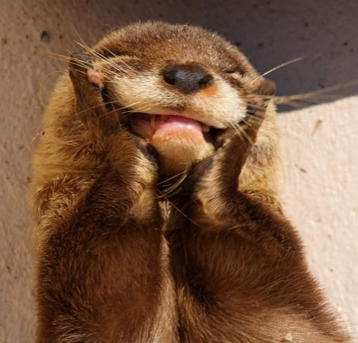 笑う動物たち 世界のすべてを持っているように明るく笑うカワウソ