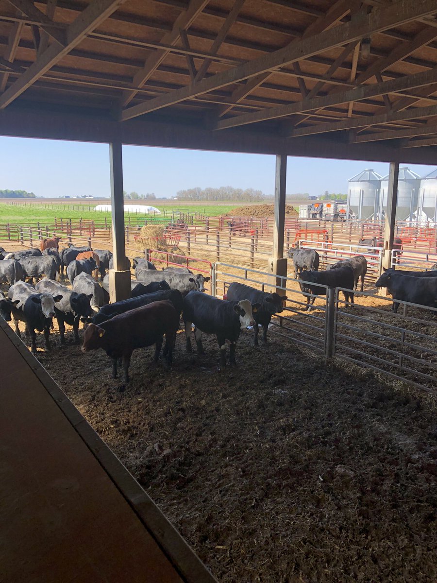 Joeklein83's tweet photo. Farm raised freezer beef available.   All these cattle have been born and raised on our family’s farm.  Processing dates in July and August.  Beef will age 21 days.  Sold by 1/2 of 1/2 and up.  Dm for details.  🌽🐂 https://t.co/kRogu72OAY