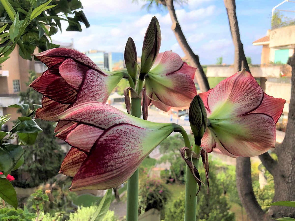 Marco Stancati tweet media