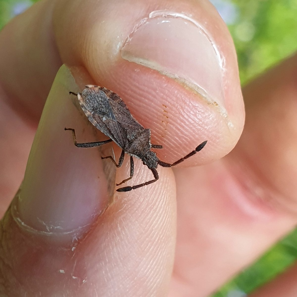 RyanM_Sussex's tweet photo. Coriomeris denticulatus? Found today in Besselsleigh Wood in an open area of grassland. @BritishBugs https://t.co/ZgBZ2QW5Bv