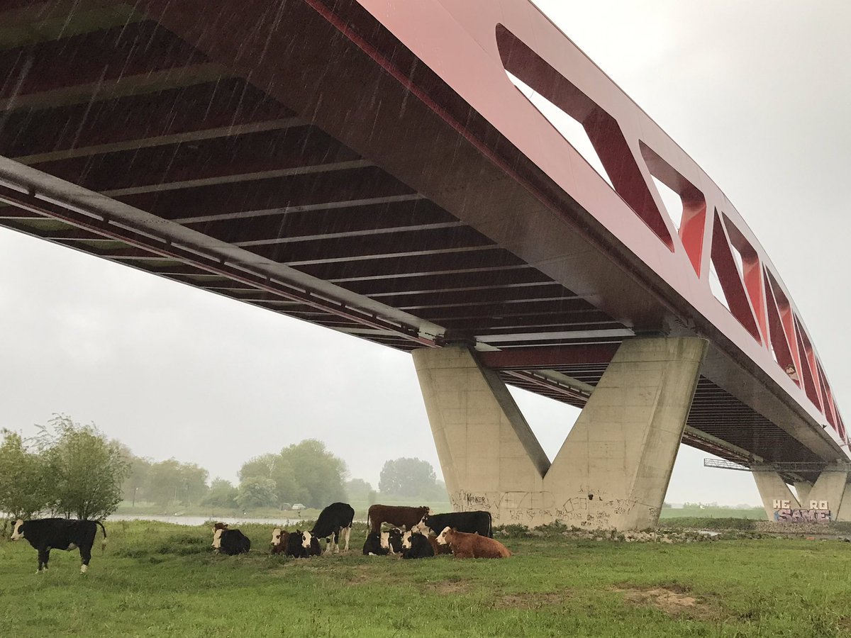 boomeik's tweet photo. Waar een brug al niet goed voor is: Koeien @UwStadsboer schuilen onder Hanzeboog tijdens hoosbui. https://t.co/zuOsTML4Fn
