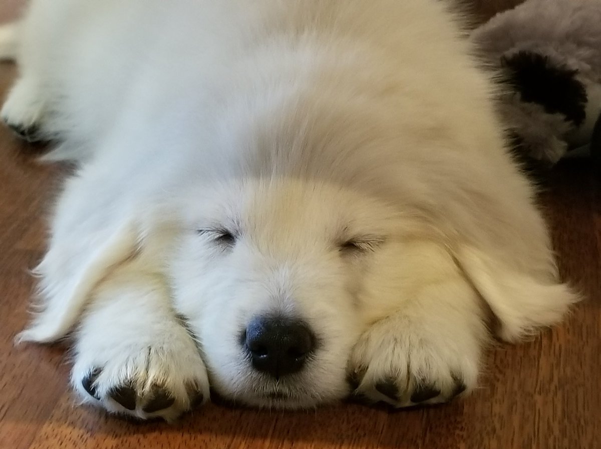 MisterJohnnyV's tweet photo. Picked up this handsome lil #pup last night. Hes a kind soul &amp; a snuggler. #puppy #goldenretriever #englishcrean #ecgr #ohio #dog https://t.co/wL2yfNiTIm