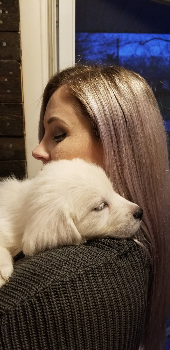 MisterJohnnyV's tweet photo. Picked up this handsome lil #pup last night. Hes a kind soul &amp; a snuggler. #puppy #goldenretriever #englishcrean #ecgr #ohio #dog https://t.co/wL2yfNiTIm
