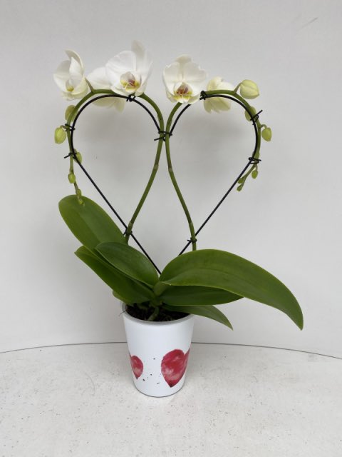 Moederdag cadeau gezocht voor de liefste mama van de hele wereld? Verras je moeder met een prachtige orchidee in de vorm van een hart of één van de andere prachtige moederdagspecials van Kwekerij Drijfhout! orchideewebshop.nl