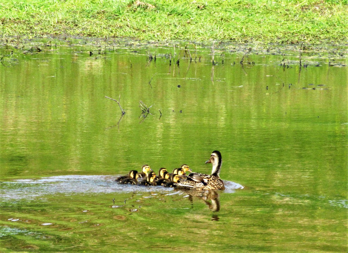 StanLeigh18's tweet photo. Recent local walks have produced some many #bird sightings in the #Papcastle #Cockermouth area - herons, wrens, dippers and many more including -
2 x #CommonSandpipers
11 x ducklings following Mum
#2 x #Emus https://t.co/VXwDjYmhPG