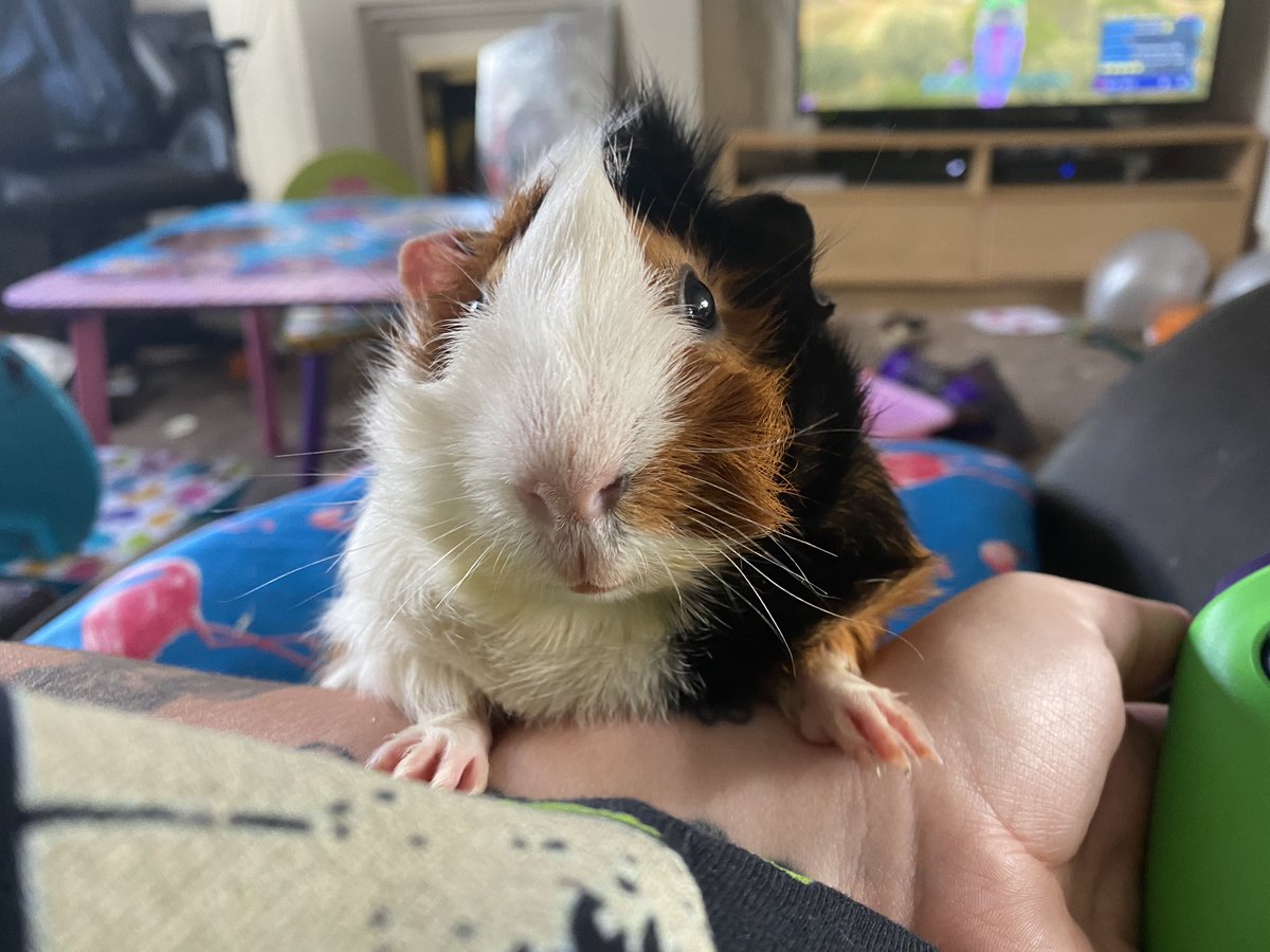 My9guineapigs's tweet photo. Can he get any cuter? #guineapig https://t.co/sefIDqyvsT