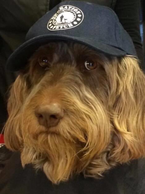 Gander Service Dog tweet media