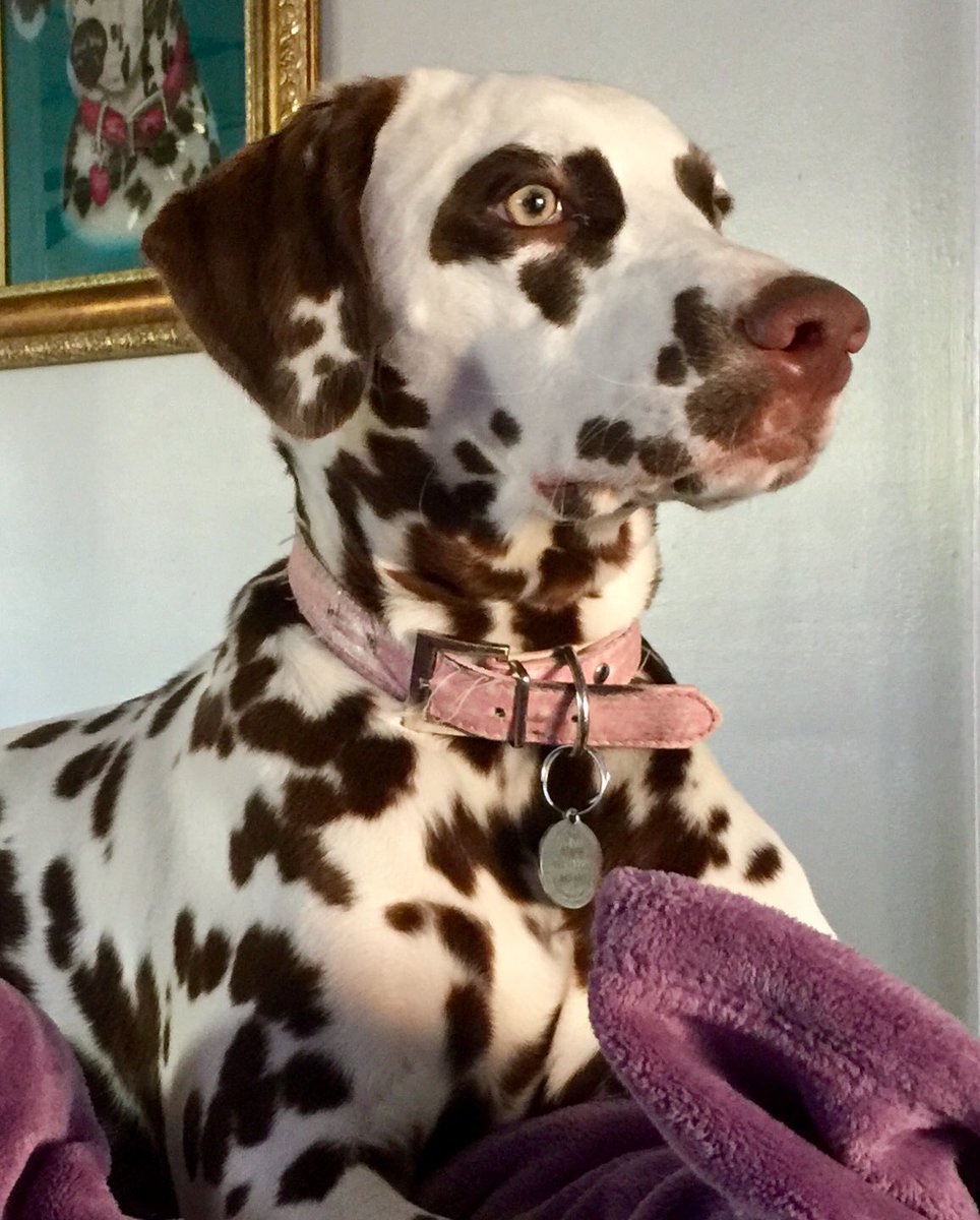 clw714's tweet photo. @DanaPerino Starr, the most beautiful girl in the world. https://t.co/B8THA2a4DN