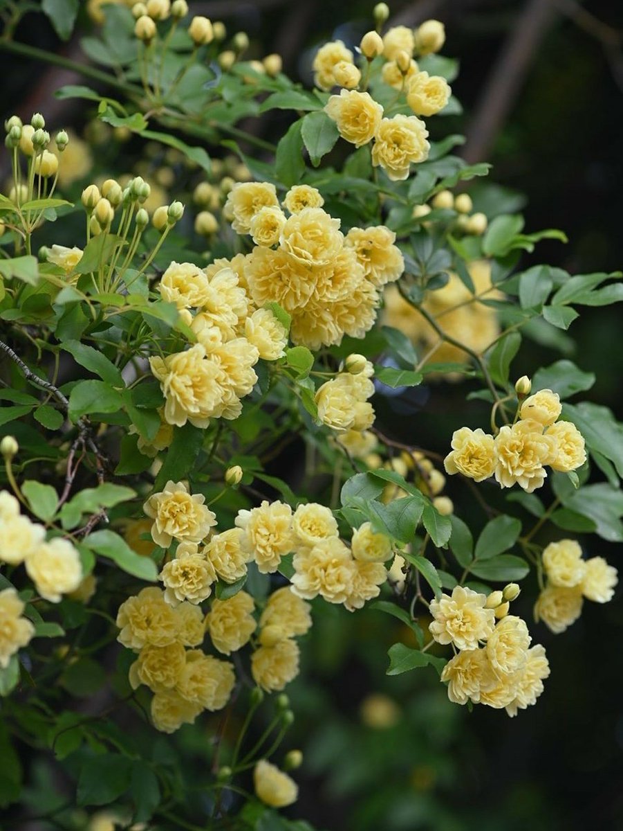 Rekhaa Tiwarii tweet media