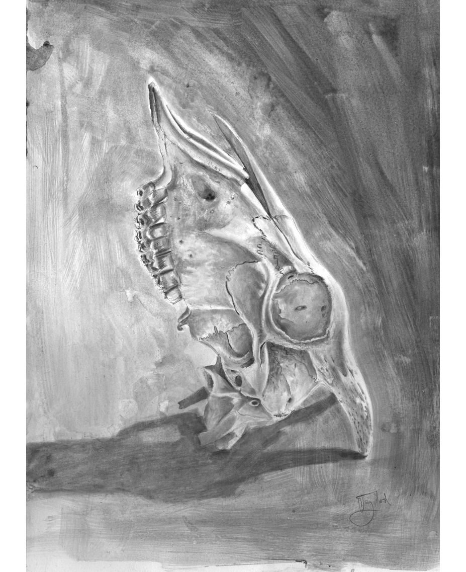 Serec_Fourmyle's tweet photo. Study of a doe skull #Drawing #Pencil #PencilDrawing #GraphiteWash #Study #Sketch #art #LifeDrawing #OrganicForm #skull #doe #ram https://t.co/tmoPbz7b8b