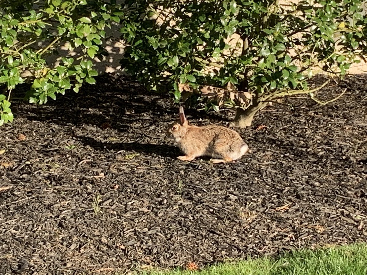 100KSteps1's tweet image. Saw Peter Cottontail or random #SuburbanBunny at step 4,953 I think #100KSteps, #StartWithStep1