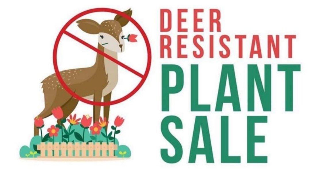 malebrune's tweet photo. Plant enthusiasts.
#2020DeerResistantPlantSale online May 9.

Details at:
https://t.co/vxtJrfP5VO

>1000 plants need good homes!
Help get the word out! https://t.co/AjjI0PzHMI
