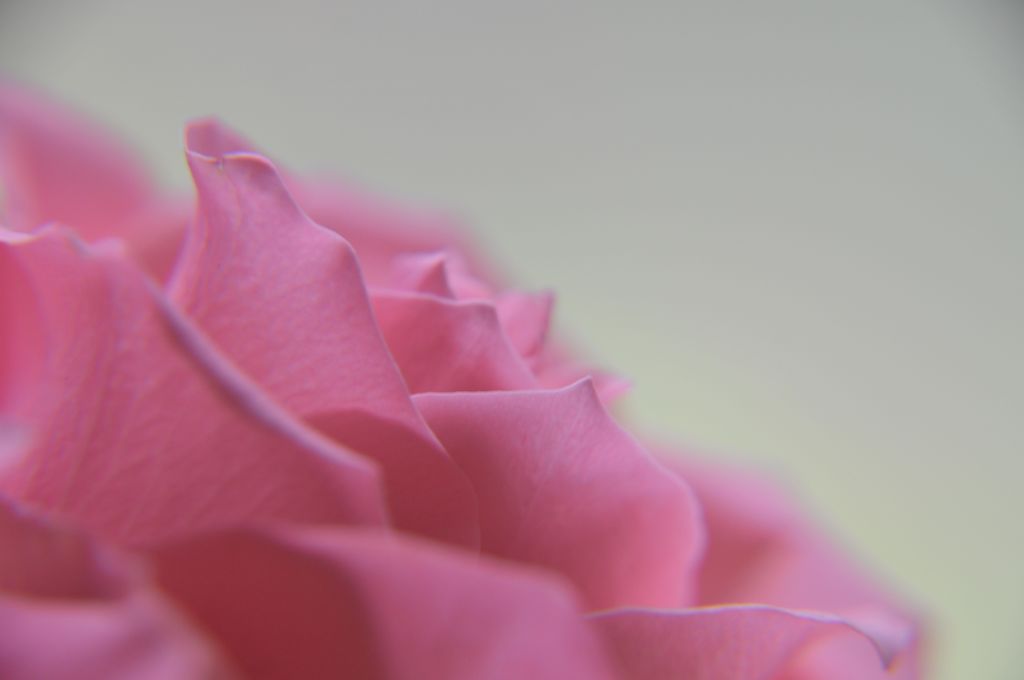 linaphotography's tweet photo. Pink rose - love, grace and sweetness.
#macro #flowers #bloomingflowers #photographybylina #weddingphotographer #love #grace #sweetness #blossomwatch #pinkrose #spreadinghappiness #spring2020 #weddingflowers #macrophotography #macropetals #nature_perfection #passionforflowers https://t.co/55ZxC5dpWs