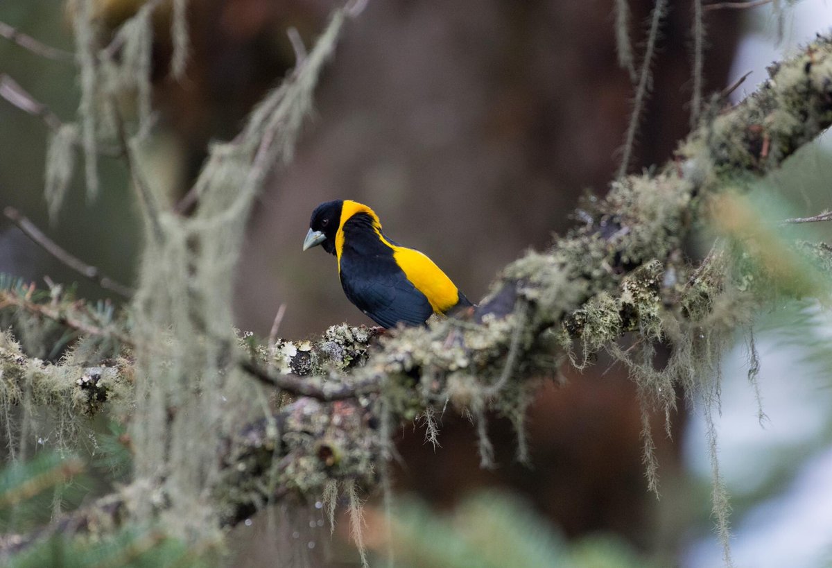 BirdsofBhutan's tweet photo. Speciality of Yellow. Reminds us of Great leader. 
On the special day, special sighting. Collared Grosbeak
Paro. 
@BhuBioPortal @orientbirdclub @UWICER https://t.co/kDjldCwg48