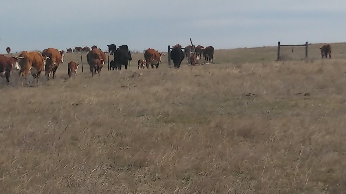 LeBlueMeatball's tweet photo. As I closed the gate on #springroundup I wondered will I loose more selling them or running them until they're 3? #Beef #Mcool https://t.co/ZeJJV3Ix6p