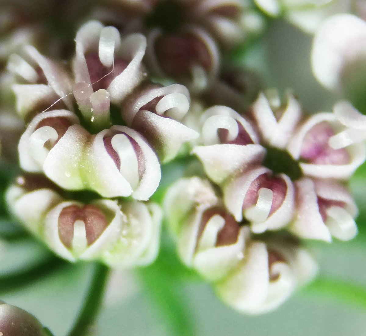 Iban Yarza On Twitter De Bonus Track La Increible Belleza De La Flor De Cilantro Fascinancioncotidiana