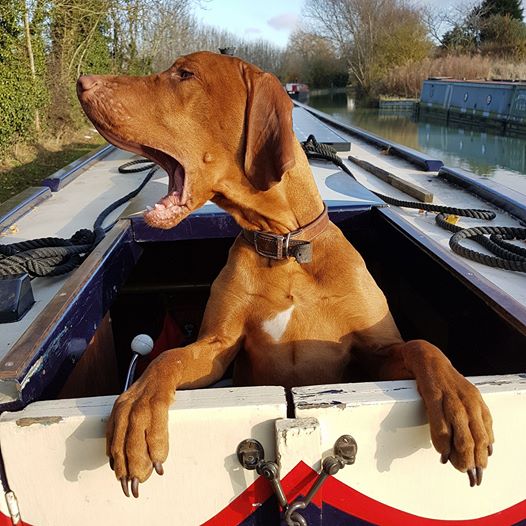 higgledygarden's tweet photo. Flash says.....**** off back home and stop being a t**t! #StayAtHomeSaveLives https://t.co/oxIUGrtgac