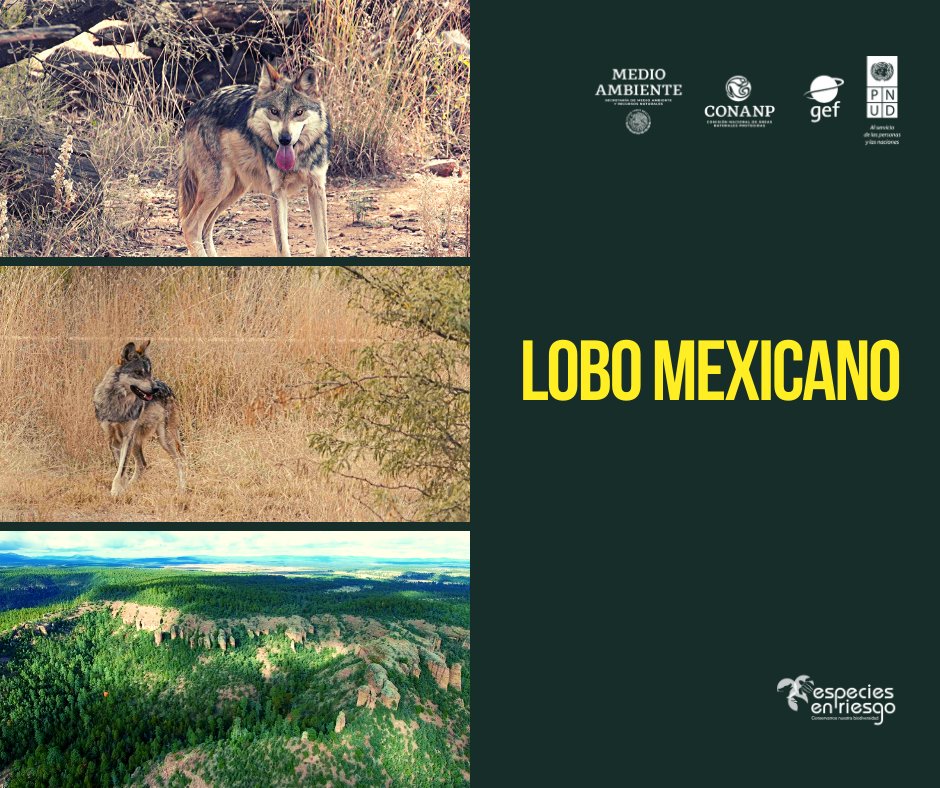 PNUD_Mexico's tweet photo. Si te perdiste el estreno del corto documental "Lobo Mexicano"🐺, no te preocupes, ya está disponible en nuestro canal de YouTube. ¿Qué esperas para verlo🎞️?👉 https://t.co/1QFGYeEjEn https://t.co/5Q5H8B94K1