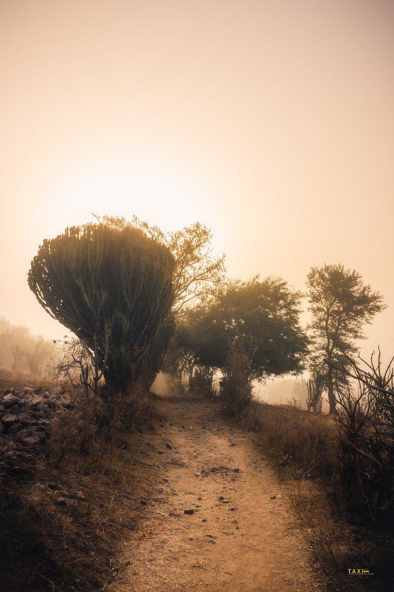 chi_ernest's tweet photo. [Trees of Rhumsiki 🌳🌳🌳]

Mystical foggy sunrise 🌞

📍 Rhumsiki, Cameroon
#TheTaxiPhotographer
#Cameroon https://t.co/WdjgyKpahB