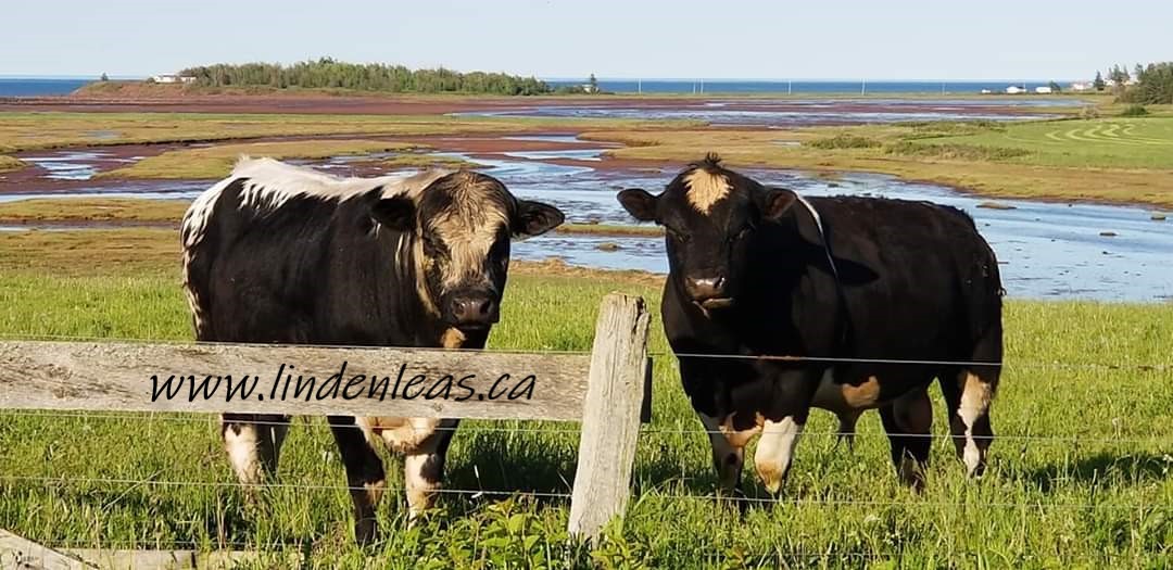 creatures_great's tweet photo. "bull by the udder" a polite "as good as tits on a bull"
#Thinkfoodfirst affect and effect
"we scientists for centuries have had the bull by the udder - we have had it wrong"@AllanRSavory https://t.co/UNqG64Fgii
#livestock #regenerativeag #knowyourfarmer #investinthebest https://t.co/HdE60DHpwG