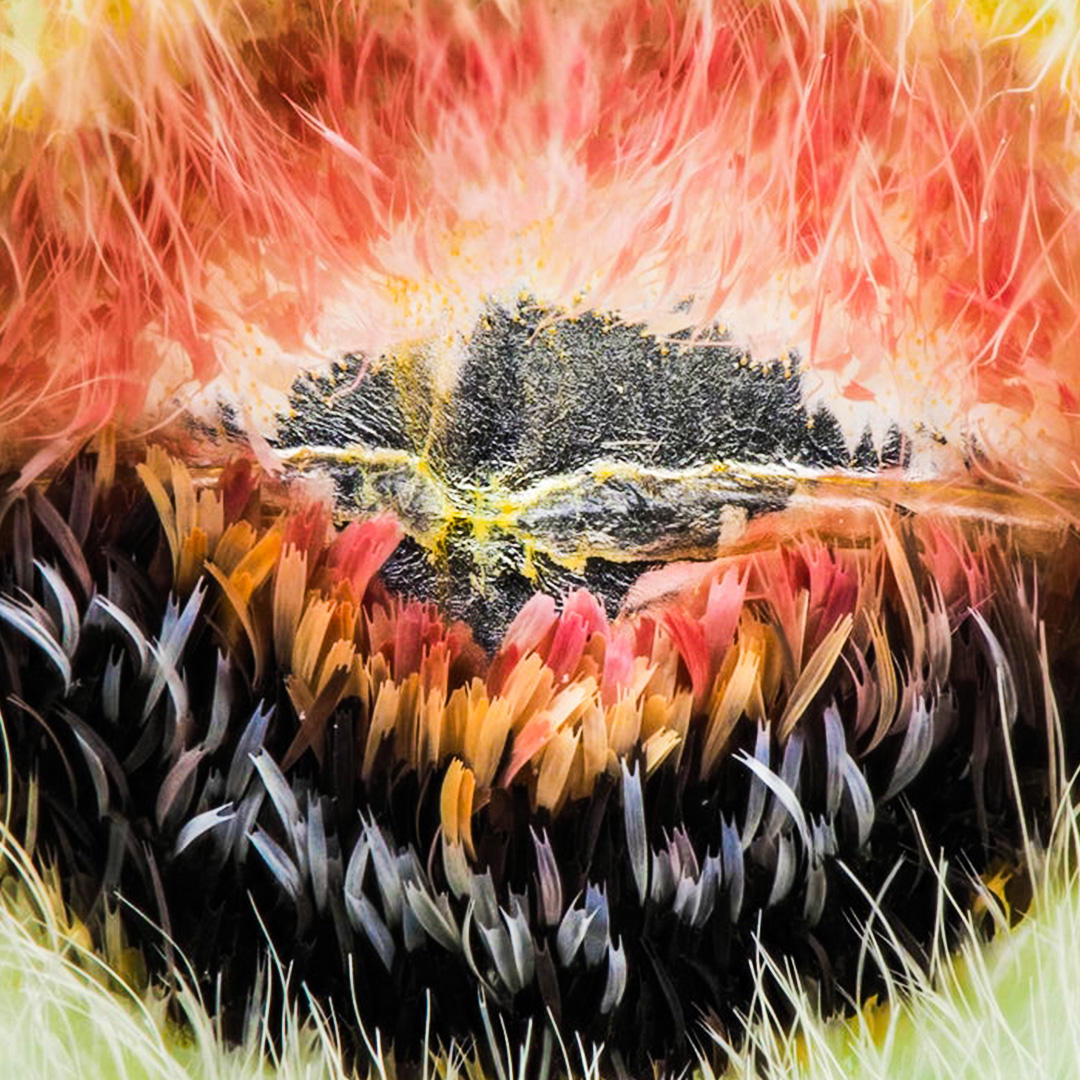StringTheoryFR's tweet photo. π Quel est ce point noir qui ressemble Γ un Εil ? ππ¦
.
.
.
.
β£#StringTheory #Nature #Picture #Photo #MacroPorn #Macro #Macrophoto #Naturel #Macroworld #eye #MacroEye #moth #Papillon #Wind #aile #LunaMoth #Naturel #Beauty #PapillonLune #Photography #MacroNature https://t.co/FMkvvoueVm
