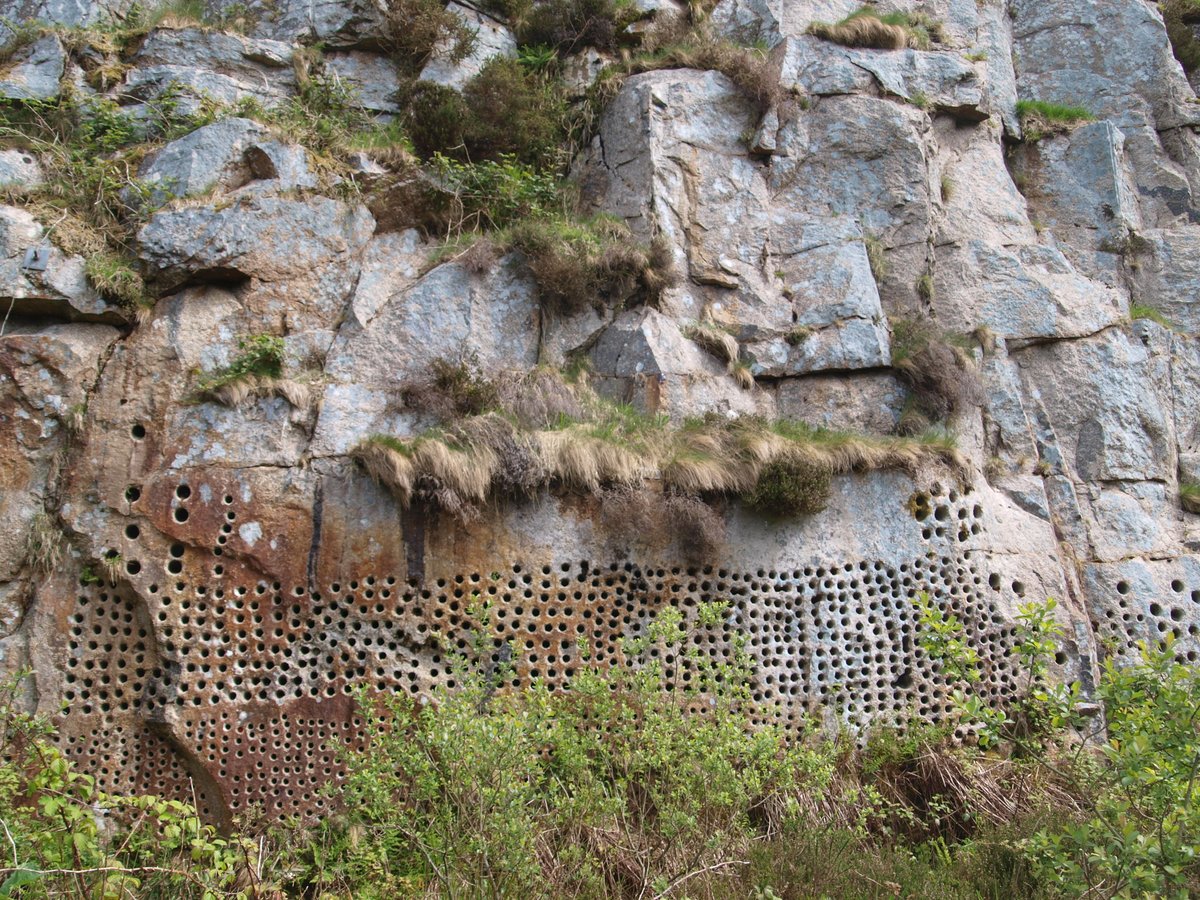 BobMehen's tweet photo. Harvey's/Holman's Quarry on the north side of Carn Marth was used to test mining drills. I love the way nature & ferns in particular are gently reclaiming this #CarnMarth #Cornwall #ferns https://t.co/4SrlegbqJH