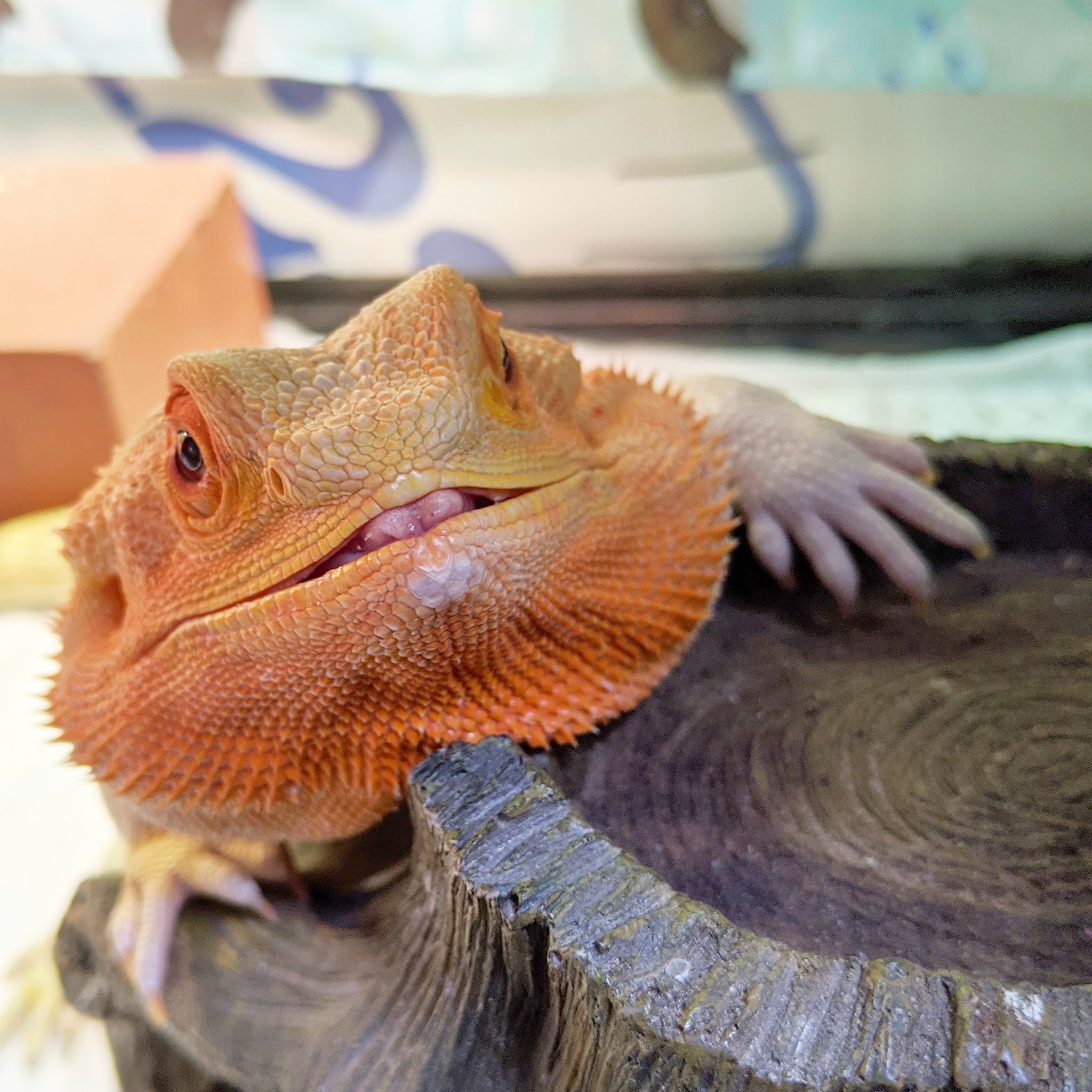 破滅使徒の鈍ぐりとぐら 可愛いトカゲ 顔が横に長いって可愛い T Co Senvacocyk Twitter