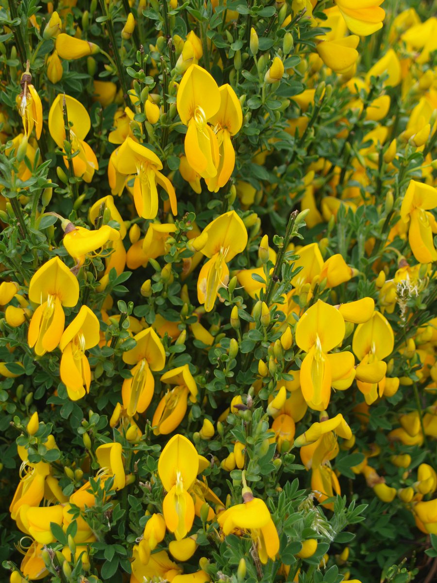 BobMehen's tweet photo. Broom & Gorse flowering beautifully on the paths up toward the top of Carn Marth #yellow #flowers #Cornwall #CarnMarth https://t.co/gwdSAoslLd
