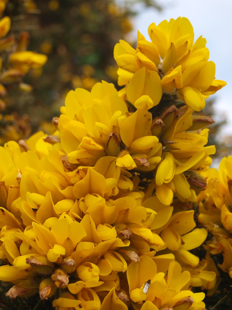 BobMehen's tweet photo. Broom & Gorse flowering beautifully on the paths up toward the top of Carn Marth #yellow #flowers #Cornwall #CarnMarth https://t.co/gwdSAoslLd