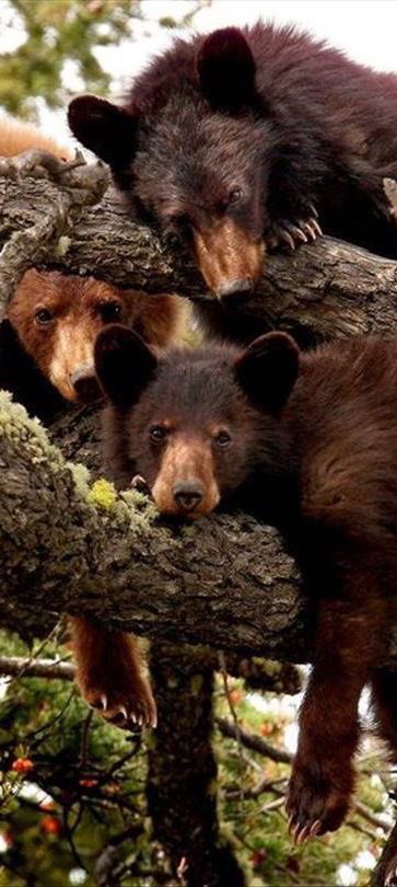 evelyn_m_k's tweet photo. Good Day Pack, hope all are well ! #StaySafe #StayStrong #StayAtHome โค๏ธ๐๐บ๐ป @Nokomaq @DianeRedelinghu @MiriBen2 @nkDarkDrgmailc1 @GichiGumee @hugwildlife @DerekPa56710094 @rotrujo @Graywolf080458 #SaveWolvesBears #bantrophyhunting #AdoptaNoCompres #BanIditQuest ๐บ๐ธ๐จ๐ฆ https://t.co/3PctqN6YED