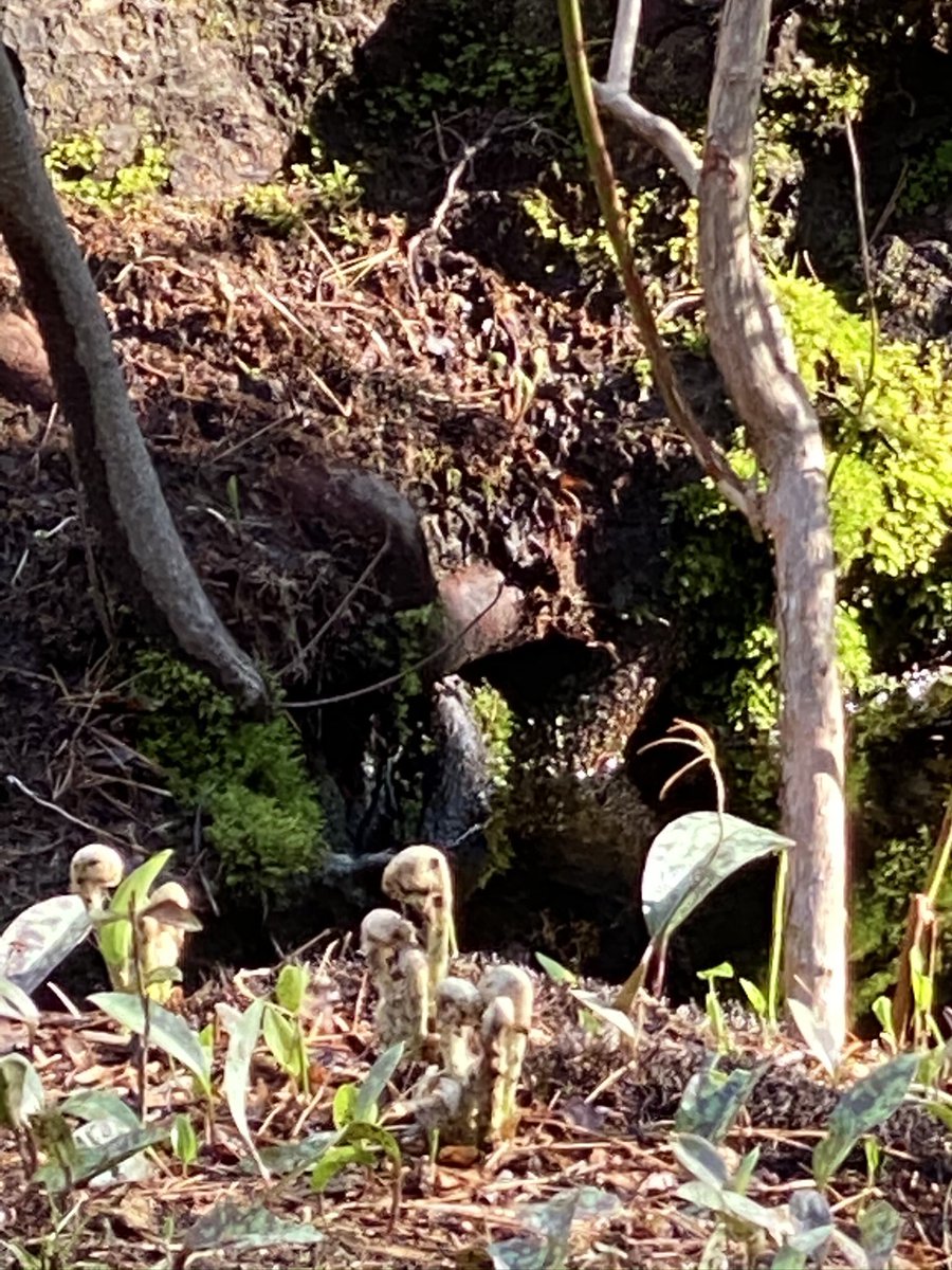 A little forest bathing this morning!  How are you staying healthy and strong with your families?🤗👍🏽💪🏽❤️