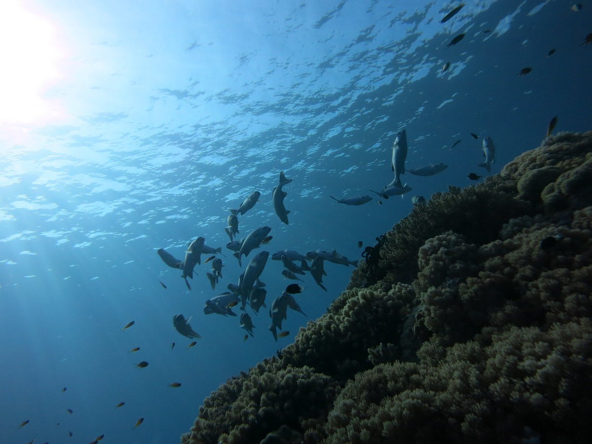 nautamaris's tweet photo. 🤿 Underwater sensations are awesome!.
.
🤿 Las sensaciones bajo el agua son increíbles!.
.
#snorkeling #buceo #sailing #boating #respectthesea  #savetheocean #cleanuptheocean #gogreen #goodmood #extremesports #sealife #oceanlife #scuba #slowlife #sport #nature #awesome #happy https://t.co/VKvmNfm3Ai