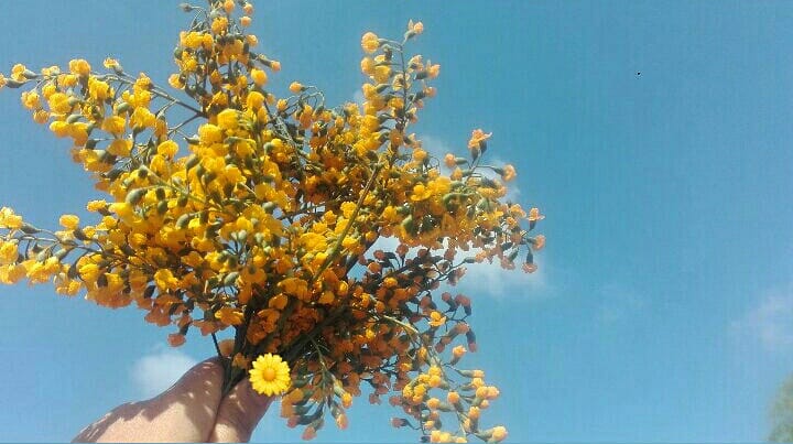SeintSandi's tweet photo. Padauk 🌻🌳 https://t.co/7aHpI941ki