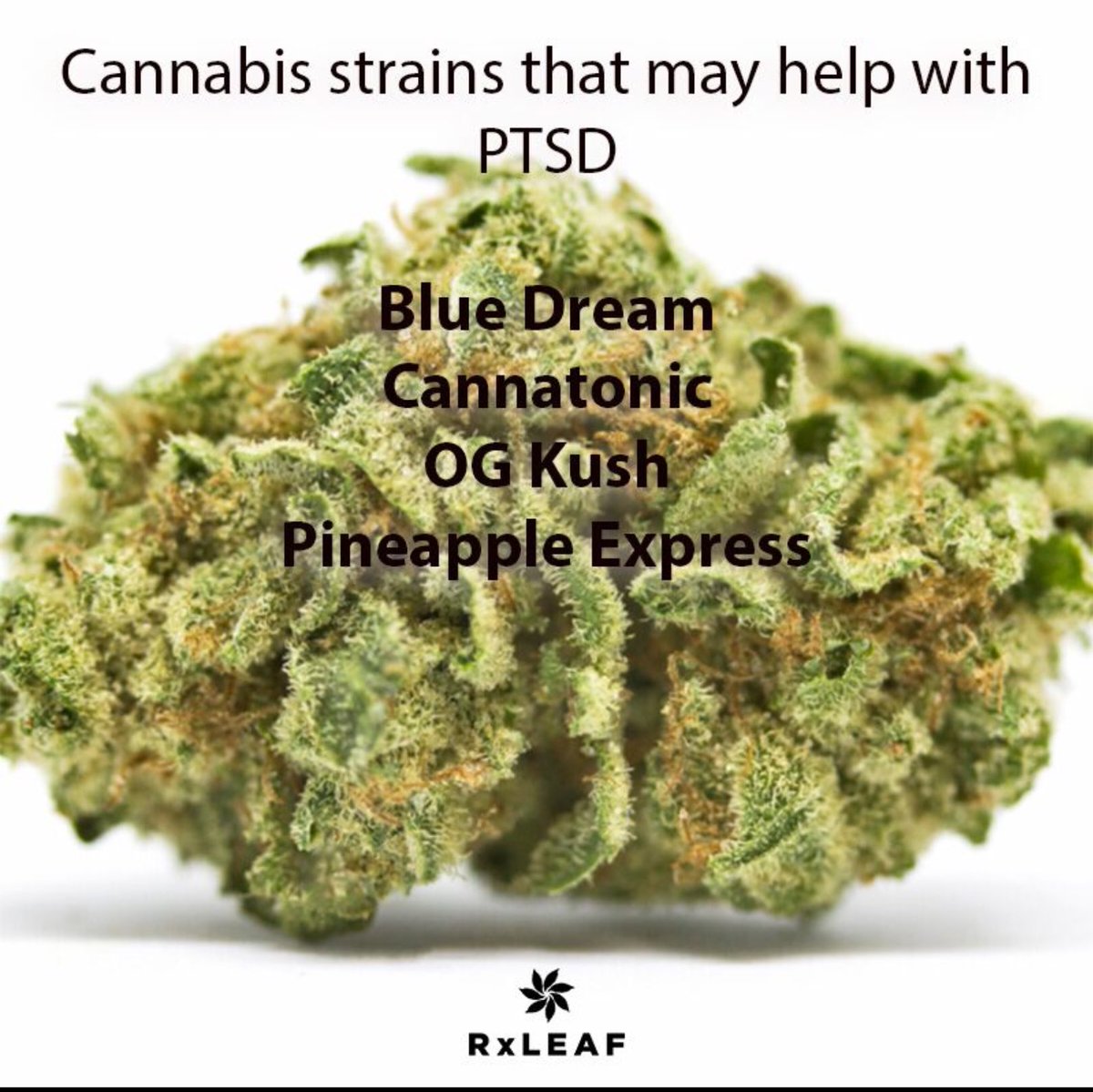 RxLeafMD's tweet photo. #cannabis #medicalmarijuana #PTSD https://t.co/UI5qkKUhwL