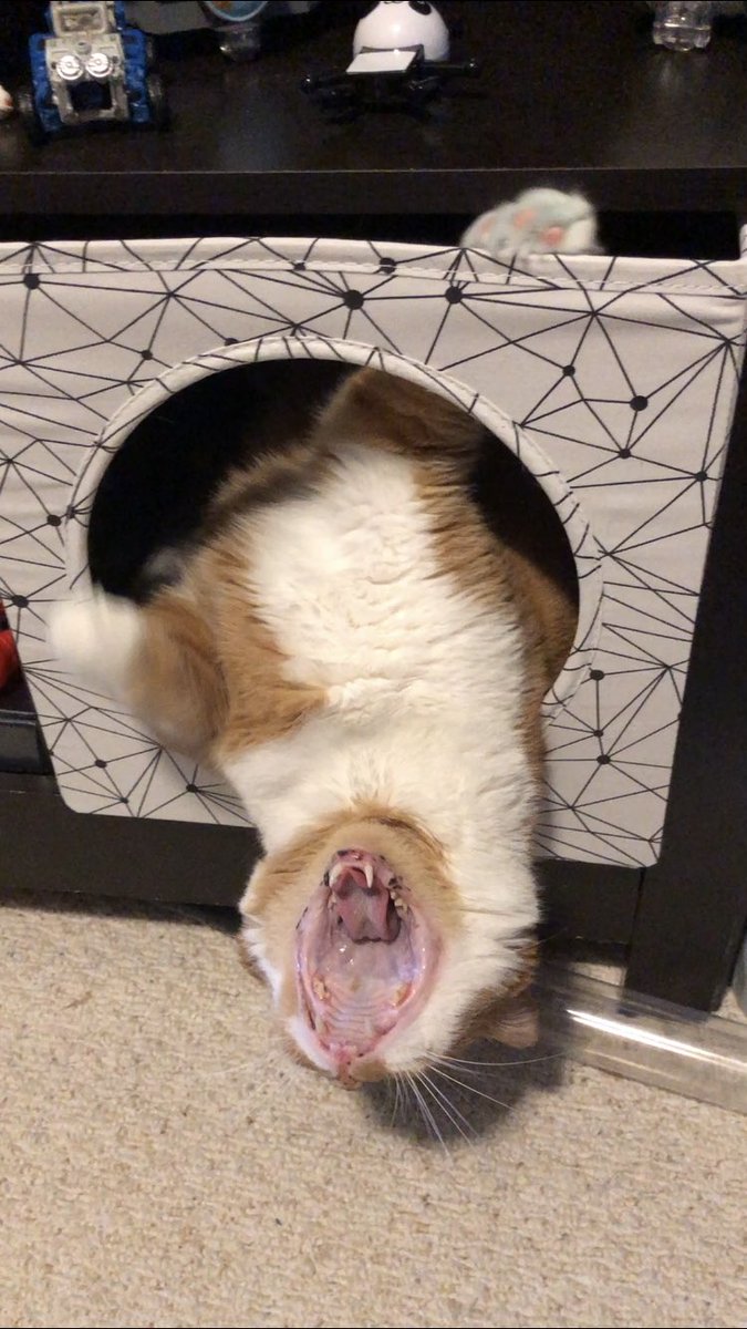 _K_I_M_A's tweet photo. @IKEACanada My cat loves his IKEA Bed!! https://t.co/FtCL9sKctk