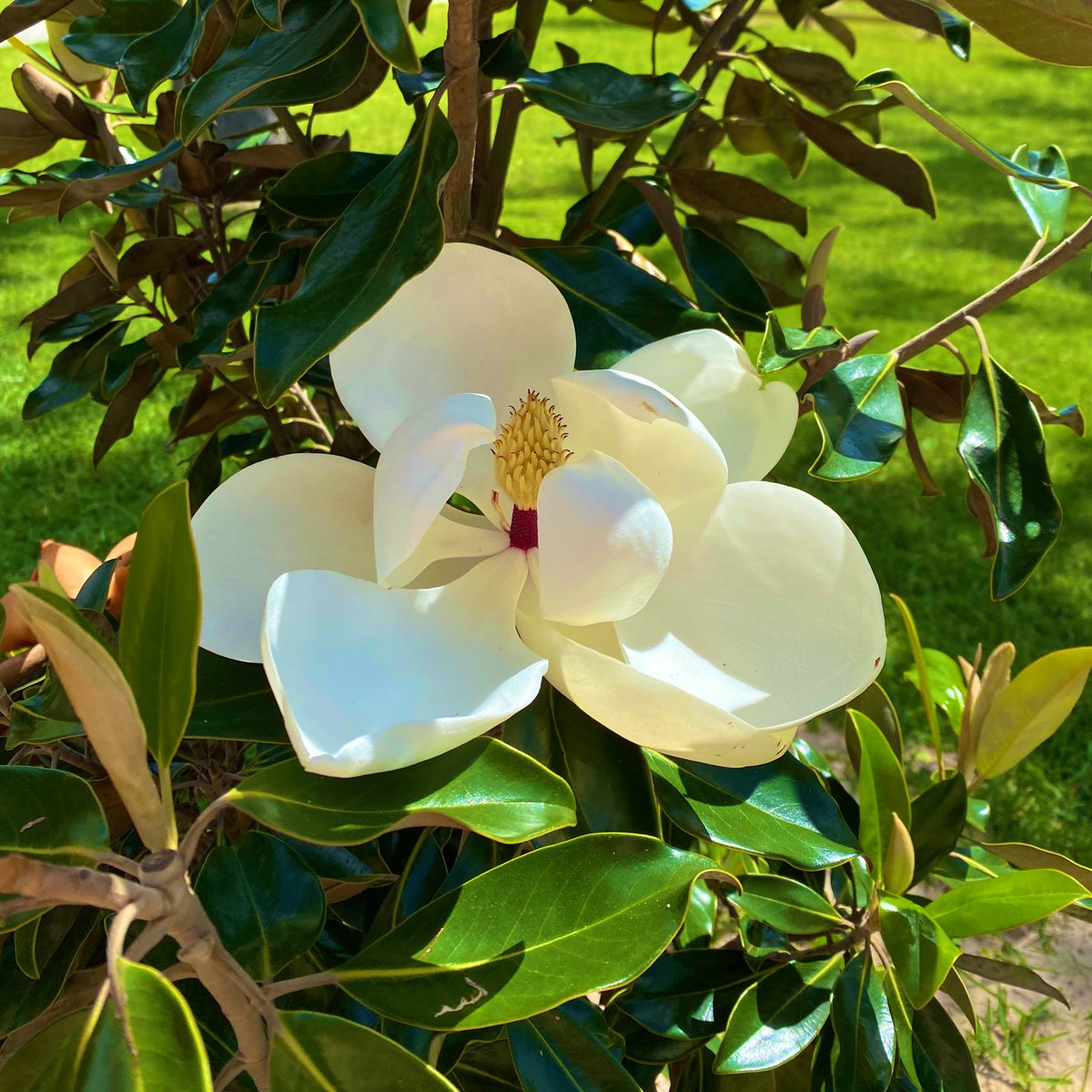 Tiogar's tweet photo. Happy Saturday 🌸 #magnoliainbloom https://t.co/pxOVSvxOuw