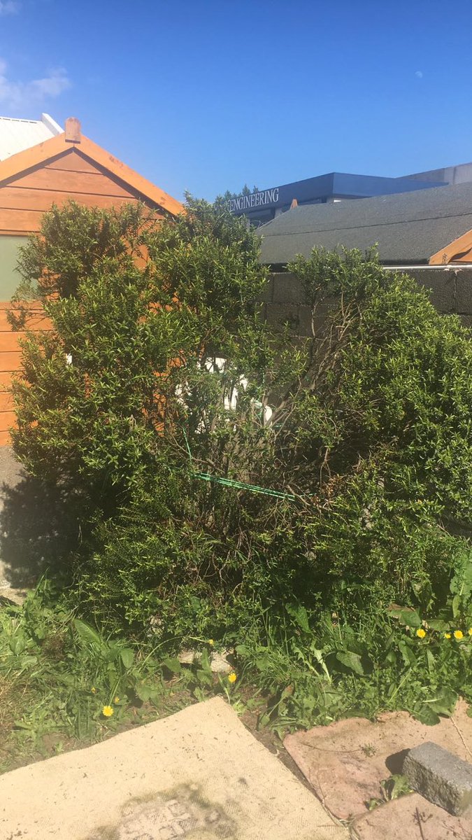 Dani_Minogue's tweet photo. Listening to old #Popsessed episodes while doing the garden is such a vibe https://t.co/vddRo9qqpn