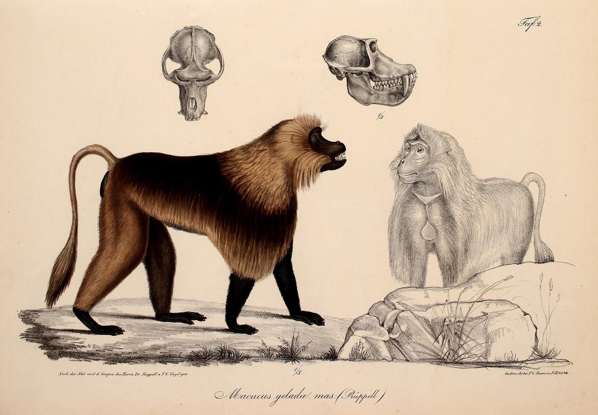 Yas_Avia's tweet photo. #Theropithecus gelada by Eduard Rüppell (1835) courtesy
@FieldMuseum
https://t.co/sjlsxGwPTf https://t.co/mh8RRAtzmJ