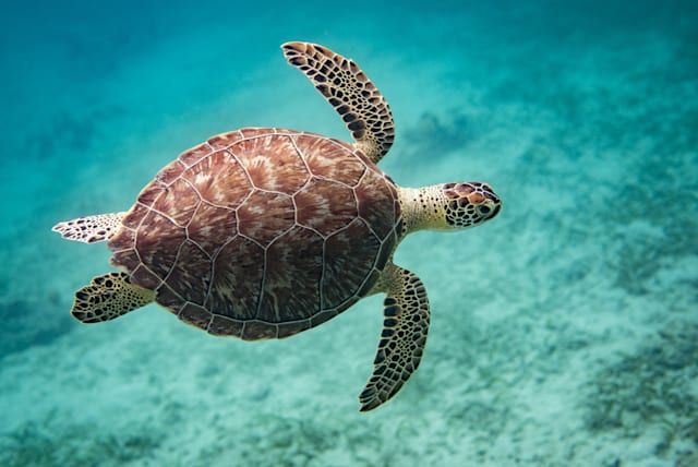 haroldlgardner's tweet image. #Microsoft expands its #AIforEarth initiative with a #PlanetaryComputer buff.ly/2yWhxnR #biodiversity #ArtificialIntelligence #ClimateChange #environment #wildlife