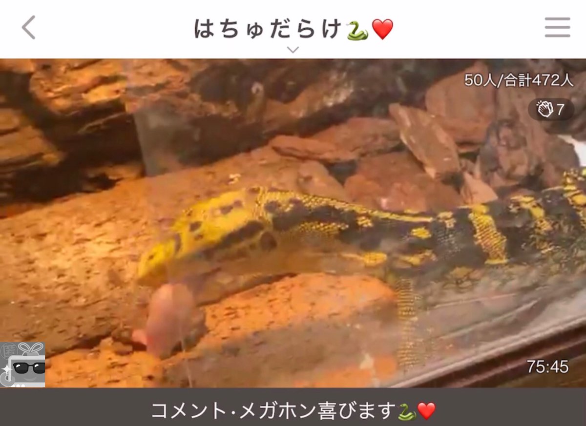 ふわっち監視員 V Twitter はちゅだらけ Alice 捕食シーン は夢に出る方いるみたいなので苦手な方は気をつけくださいね 今日は食い付きが良いみたいで でも捕食シーンは迫力があるので何回見てもカッコイイんですよ ふわっち監視員 V Twitter はちゅだらけ Alice 捕食シーン は夢に出る方いるみたいなので苦手な方は気をつけくださいね 今日は食い付きが良いみたいで でも捕食シーンは迫力があるので何回見てもカッコイイんですよ