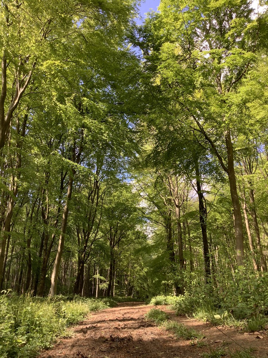 CFCJason92's tweet photo. Love being out here #Oakley #basingstoke #hampshire #likeforlikes #likeforfollow  #follow #england #uk #unitedkingdom #forest #woodland #field #blue #purple #green #trees #farm #clouds #nature #lovebasingstoke @lovebasingstoke @basingstokegazette @hantsconnect @VisitHampshire https://t.co/QGCpsvyVmT
